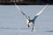 Tundra Swan Takeoff