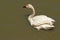 Tundra Swan in the water