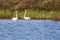 Tundra Swans