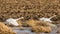 Tundra Swans beginning to achieve lift