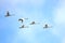 Tundra Swans (Cygnus columbianus) migrating in spring