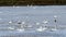 Tundra Swans, Cygnus columbianus, swimming on wild rice paddy in northern Minnesota