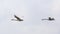 Tundra Swans in Flight