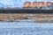 Tundra swans float along the river. Blurry colorful buildings in the distance