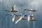 Tundra swans flyng in formation.