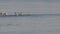 Tundra swans foraging in the shallow water