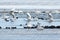 Tundra swans landing on water
