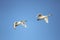 Tundra Swans Migrating in Spring
