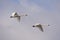 Tundra Swans in migration