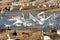 Tundra swans taking off from water