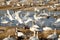 Tundra swans taking off from water