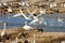 Tundra swans taking off from water