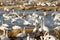 Tundra swans taking off from water