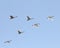 Tundra swans at twilight