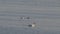 Tundra swans on the water