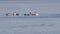 Tundra swans on the water in ealy spring