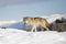 A Tundra Wolf Canis lupus albus walking in the winter snow with the mountains in the background in Montana