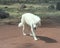 Tundra wolf on dirt road