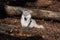 A tundra wolf laying on the ground in front of a fallen tree looking left