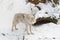 Tundra wolf on the snow