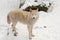 Tundra wolf on the snow