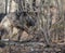 Tundra Wolf in the Wild Canis Lupus Albus