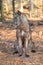 Tundra Wolf in the Wild Canis Lupus Albus