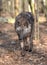 Tundra Wolf in the Wild Canis Lupus Albus