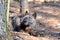 Tundra Wolf in the Wild Canis Lupus Albus