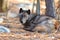 Tundra Wolf in the Wild Canis Lupus Albus