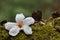 Tung tree flowers