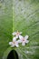 Tung tree flowers on green leaf background