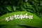 Tung tree flowers on green leaf background