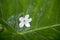 Tung tree flowers on green leaf background