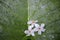 Tung tree flowers on green leaf background