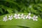 Tung tree flowers on green leaf background