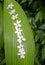 Tung tree flowers on green leaf background