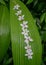 Tung tree flowers on green leaf background