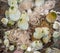 Tunicate underwater off the coast of Bali