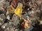 Tunicate yellow crab