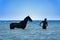 Tunisia. Djerba. Horse and rider taking a sea bath