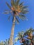 The Tunisian palm tree on background blue sky
