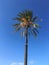 The Tunisian palm tree on background blue sky