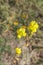 Tunisian plant: Snapdragon large-yellow flowers