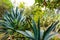 Tunja Colombia agaves plants in a tropical garden