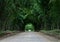 Tunnel bamboo tree on road