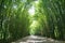 Tunnel bamboo trees and walkway