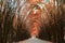 Tunnel bamboo trees and walkway