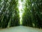 Tunnel bamboo trees and walkway.