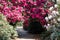 Tunnel of bright pink rhododendron flowers, photographed in late spring at Temple Gardens, Langley Park, Buckinghamshire UK.